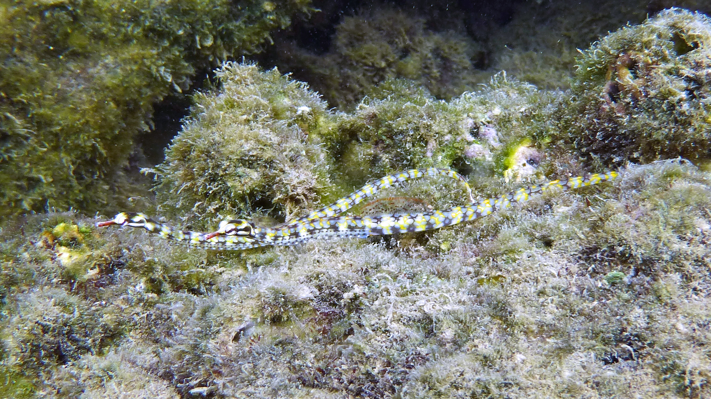 Network pipefish, Mo'orea, French Polynesia 2019.